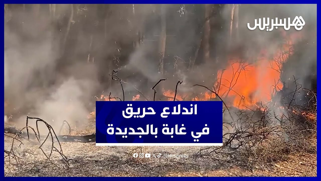 ألسنة النيران تأتي على غابة قرب الجديدة وجهود مكثفة للسيطرة على الحريق thumbnail