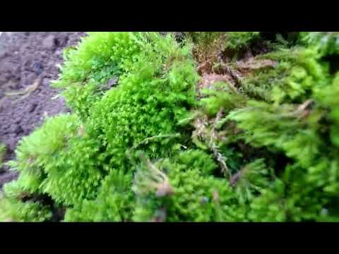 nature#trending #video #youtube #funny #farming #video 🏞😊