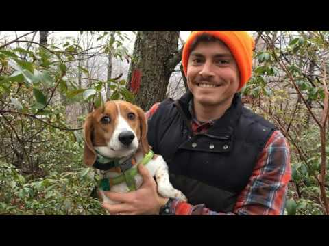 Tree Talk: Mountain Laurel