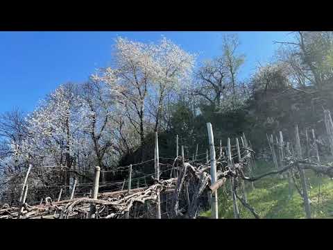 W. Kaiser: Castelo di Sasso Corbaro - TI