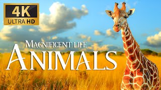 Magnigicent Life Animals 4K 🐾 Exploring Earth's Kingdoms with Relaxing Piano Music & Nature Film