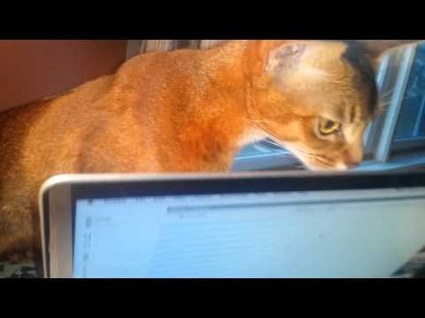 download lagu mp3 mp4 Spooks Ditty, download lagu Spooks Ditty gratis, unduh video klip Spooks Ditty