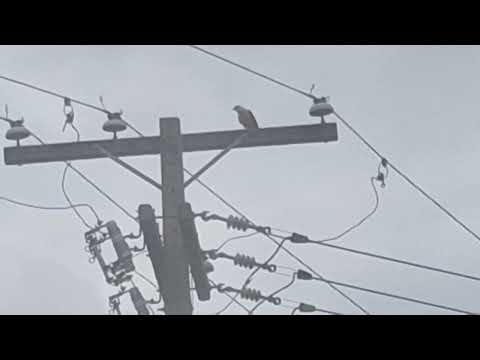 O CANTO DA ÁGUIA EM BARRA DA ESTIVA-BA 