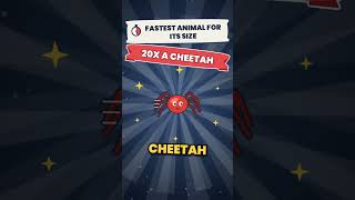The FASTEST animal for its size is a tiny mite?! 🕷️💨 #shorts