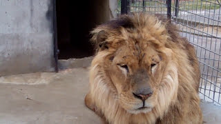 Turpentine Creek Welcomes Thor, a New Lion!