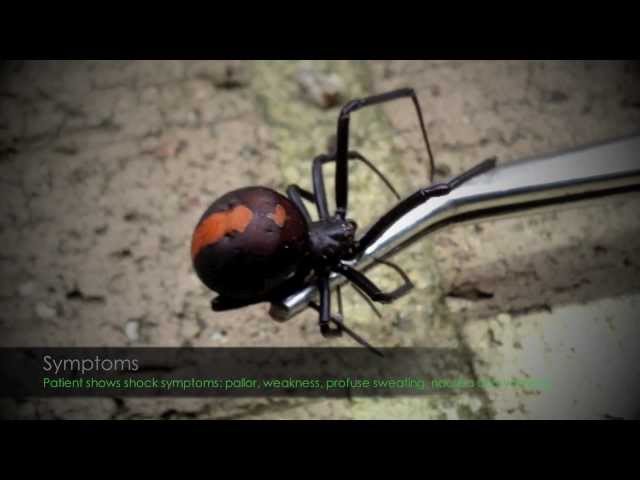 Armageddon Pest Control - Kambah, ACT