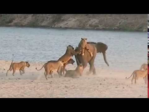 Elephant Fends off 14 Hungry Lions