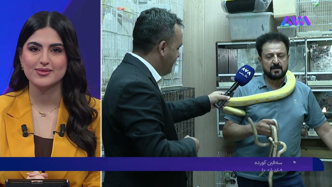 ڤیدیۆ | هاونیشتمانییەک 10 ساڵە سەرقاڵی کڕین و فرۆشتنە بە مار
