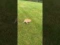 Shiba Inu dogs for sale: Pickles - Video 1