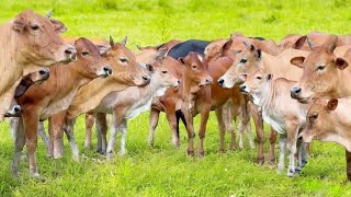Cute Cows Playing in The Yard