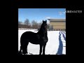 Cheval noir + neige = joli constrate ❤