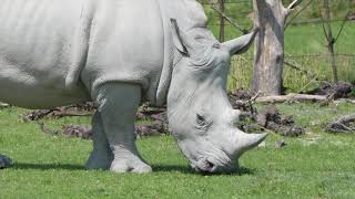 Download lagu No Copyright Videos - Rhino - Free Video Footage of Rhino Free Content - No Copyright Zone mp3