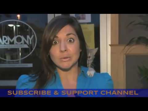 Funny cat || laughing || compilation || video || 2017