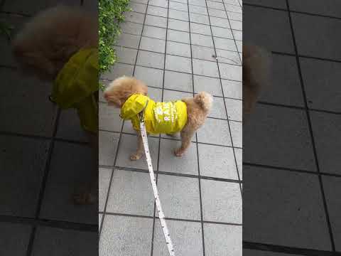 経営学科 トイプードル1歳　 #トイプードル #toypoodle