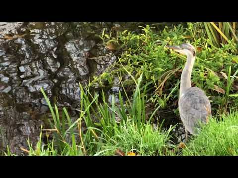 Heron lurking at the water to catch his meal of fish for the day