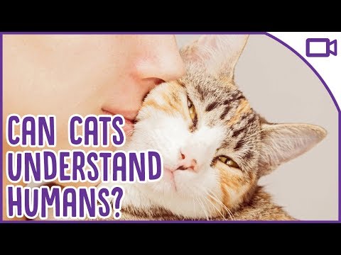 Do Cats Understand Us - What Do We Sound Like To Them?!