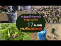 Kathirika Vivasayam In Tamil Brinjal Farming Brinjal Farming Brinjal
