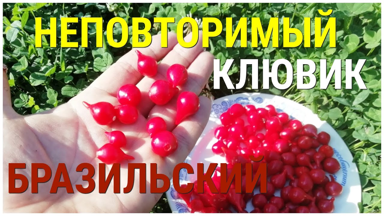 Перец Бикиньо Семена Купить