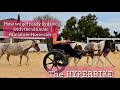 The One And Only Ultimate Miniature Horse Cart The HYPERBIKE