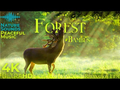 Bambi Forest 4K 🦌 Disney Nature Relaxation Film - Peaceful Relaxing Music - 4K Video UltraHD