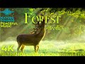 DISNEY FOREST 4K 🦌 NATURE RELAXATION FILM - PEACEFUL RELAXIN ..