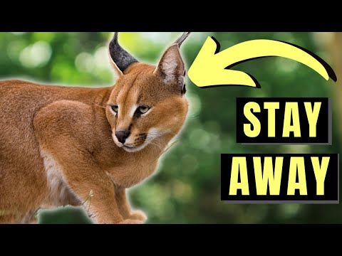 7 Reasons Caracal Cats Are Too Much For Most People