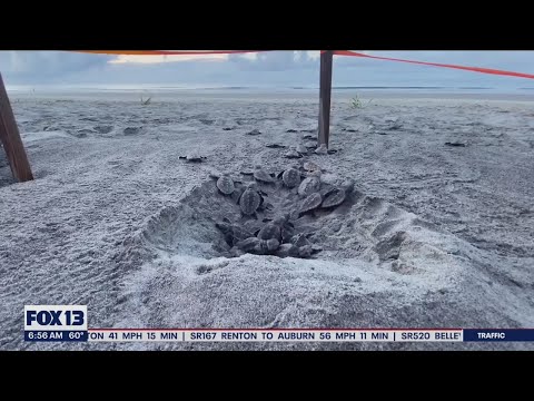Loggerhead turtle hatchlings emerge on beach in South Carolina | FOX 13 Seattle