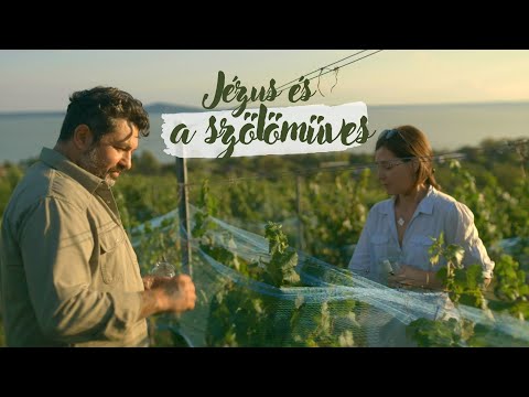 JÉZUS ÉS a szőlőműves