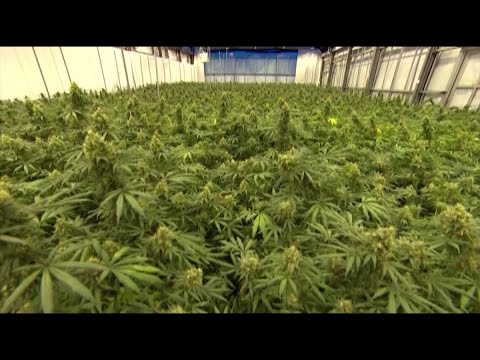 Growing Nevada marijuana sales near $42 million in October