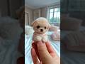 Cute mini puppy - Serenovive - Animals Nature TV Cute mini puppy