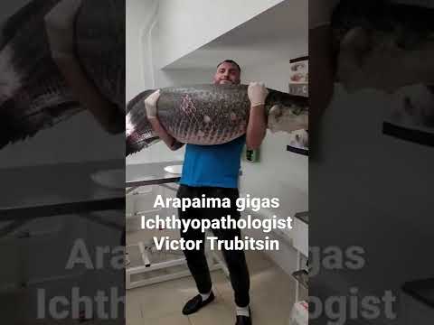 Arapaima gigas. Age 4 years, weight 154 lbs (70kg).