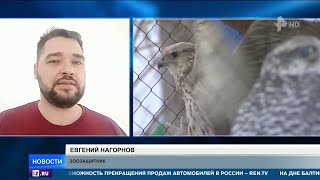 У бывшего инспектора по охране природы изъяли 27 краснокнижных соколов - 25.10.2022