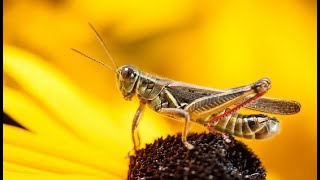 Download lagu MASTERAN BELALANG EMAS JERNIH SUARA JEDA  COCOK UNTUK MASTERAN BURUNG KESAYANGANMU mp3