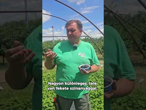 Fekete málna, a Black Jewel videó