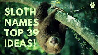 🦥 Sloth Names 🌿 39 CUTE 🌿 TOP 🌿 FUNNY Ideas | Names