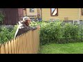 DANDELION and EXCEPT. Youth stories. Jevgeni ENG
