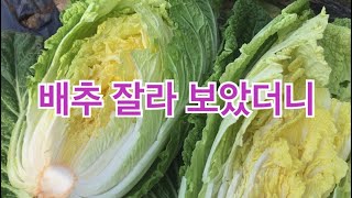 #13 배추재배 조금만 더 힘내보자 / 한아름 통큰배추 무 재배기술 제13편 진딧물 방제