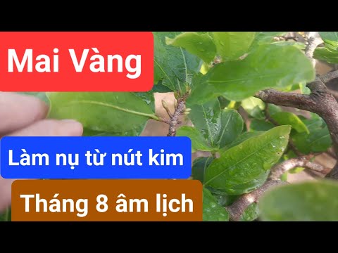 Chăm sóc dưỡng nụ mai vàng tháng 9 âm lịch