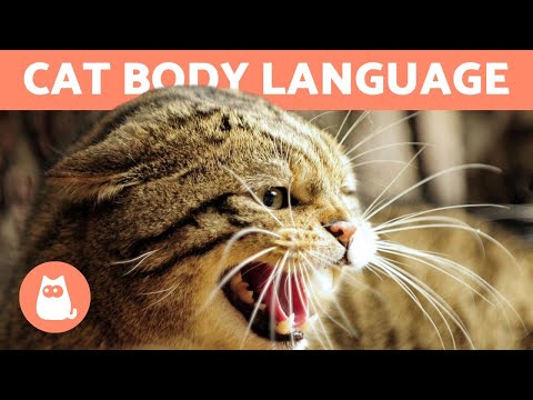 CAT BODY LANGUAGE - Signs and Postures