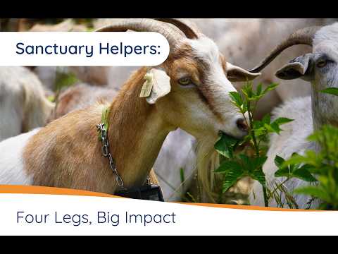 Landscaping Goats Entertain Big Cats