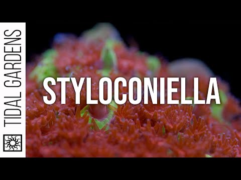 Stylocoeniella Coral Care Tips