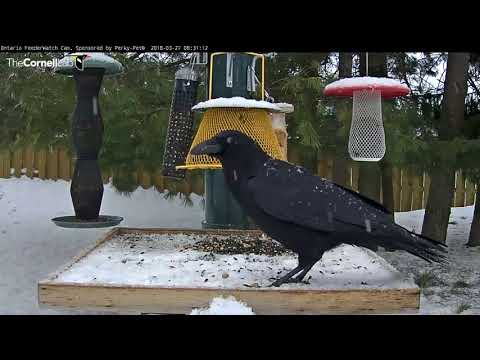 Birds Of All Sizes Visit Ontario Cam In Wet Snowfall – March 27, 2018