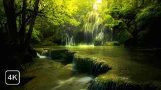 Morning Bird Songs 🐦 and River Sounds | Healing Power of Nature Sounds | Forest Sounds