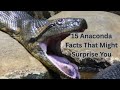 15 Interesting Facts About Anacondas That Will Surprise You