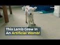 This Lamb Grew In An Artificial Womb!