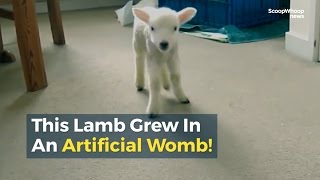 Download lagu This Lamb Grew In An Artificial Womb! mp3