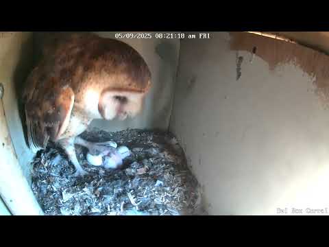 A Good Look at the Owlet and the Eggs (Looking For Pip Holes). Owl Box C - 5/9/25 - 8:21 am