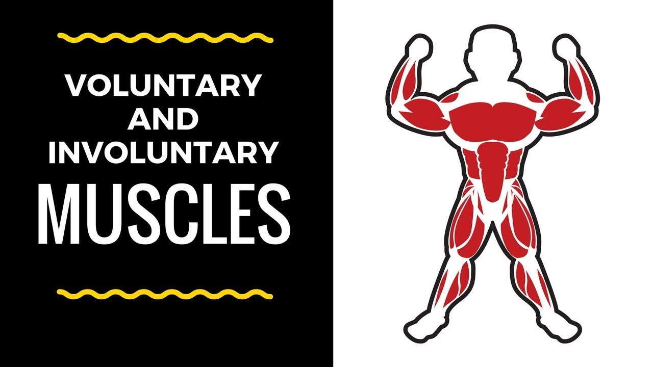Are biceps voluntary or involuntary?