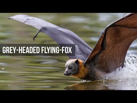 Grey Headed Flying Foxes - Slowmotion and dipping behaviour
