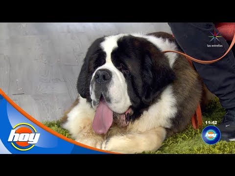 Conoce más sobre los perros San Bernardo | Programa Hoy